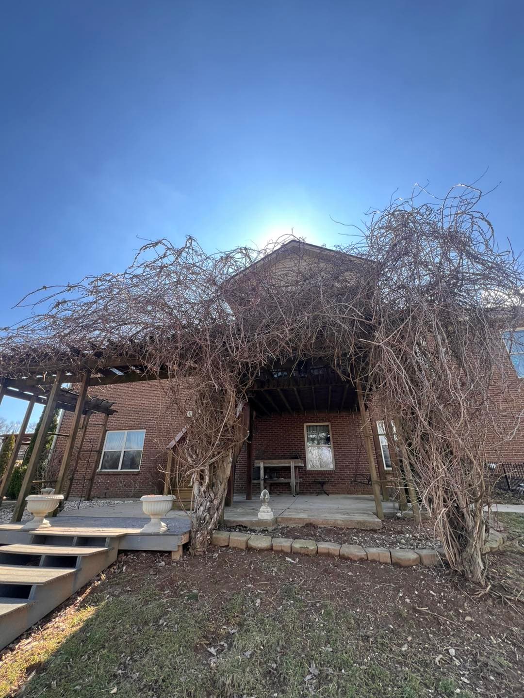 Vine-covered patio with a clear blue sky and sunlight shining behind the house.