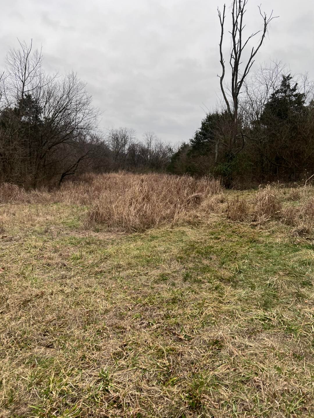 Open field with dry grass and trees under a cloudy sky in a rural area.
