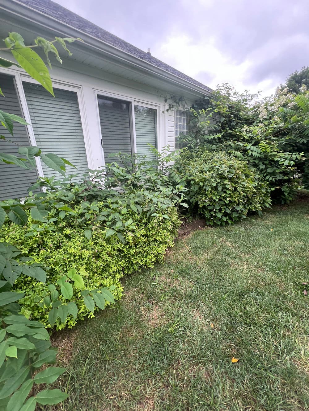 Lush green shrubs and plants surround a white house with large windows on a cloudy day.