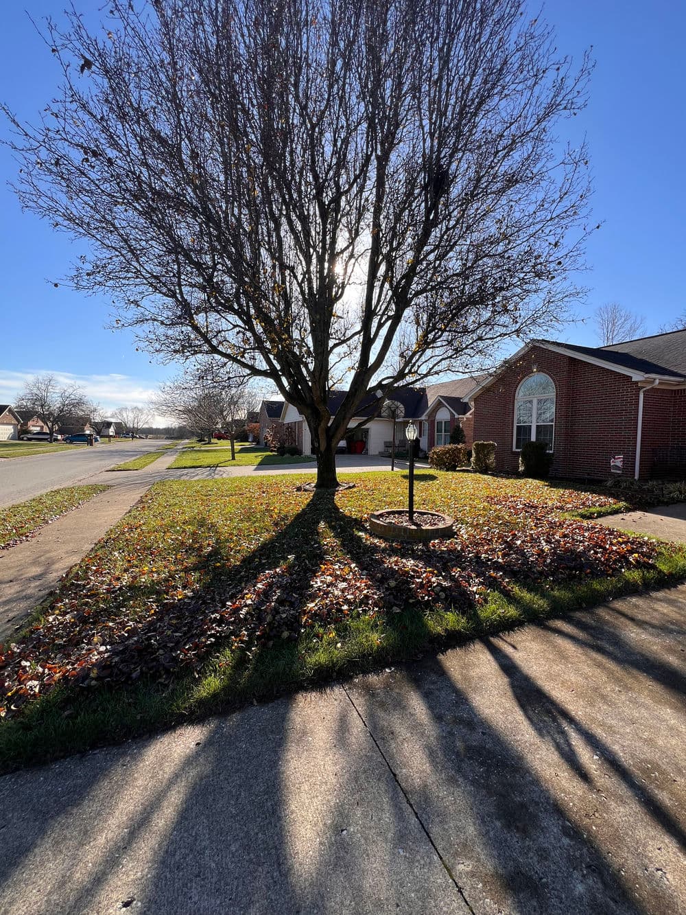 Lawn with a leaf-covered ground and a large tree casting shadows on a sunny day.