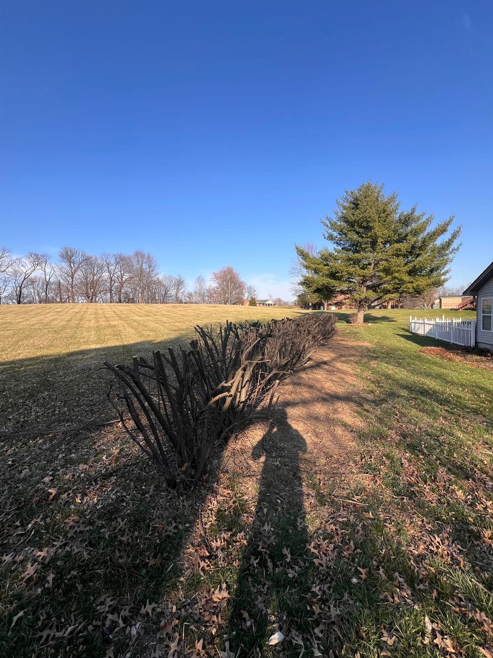 Landscape featuring trimmed bushes and shadows, with a clear blue sky and distant trees.