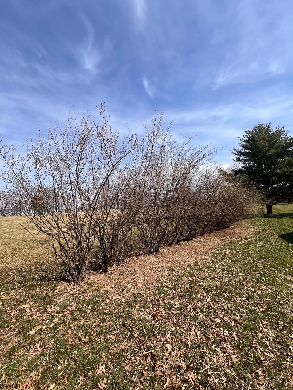 Barren bushes line a grassy field under a blue sky with wispy clouds.